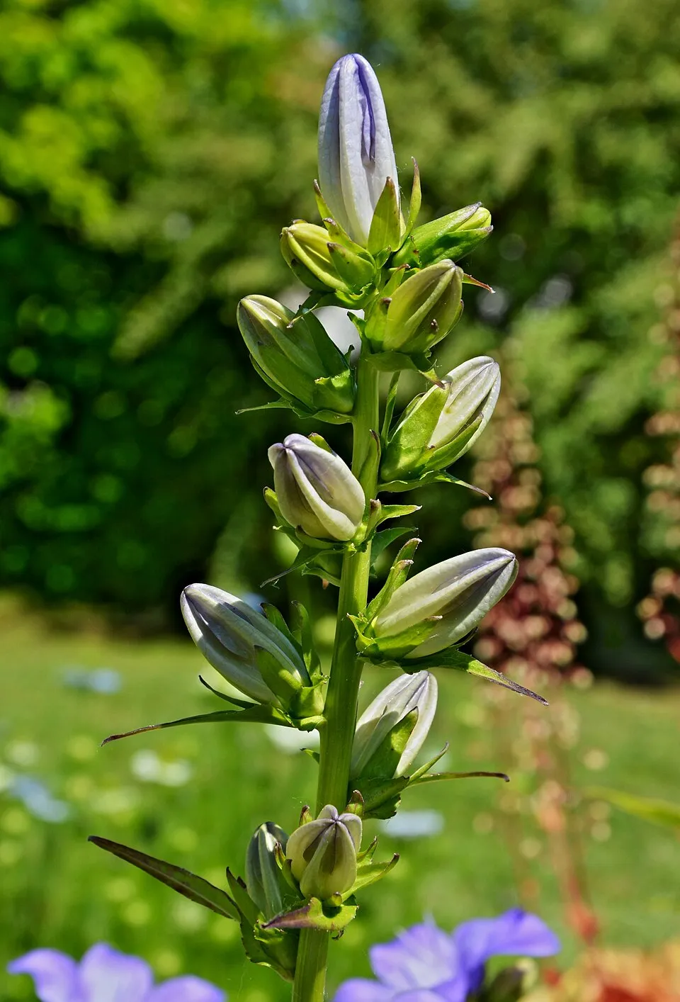 Baracklevelű harangvirág / Campanula persicifolia 'Azure Beauty'