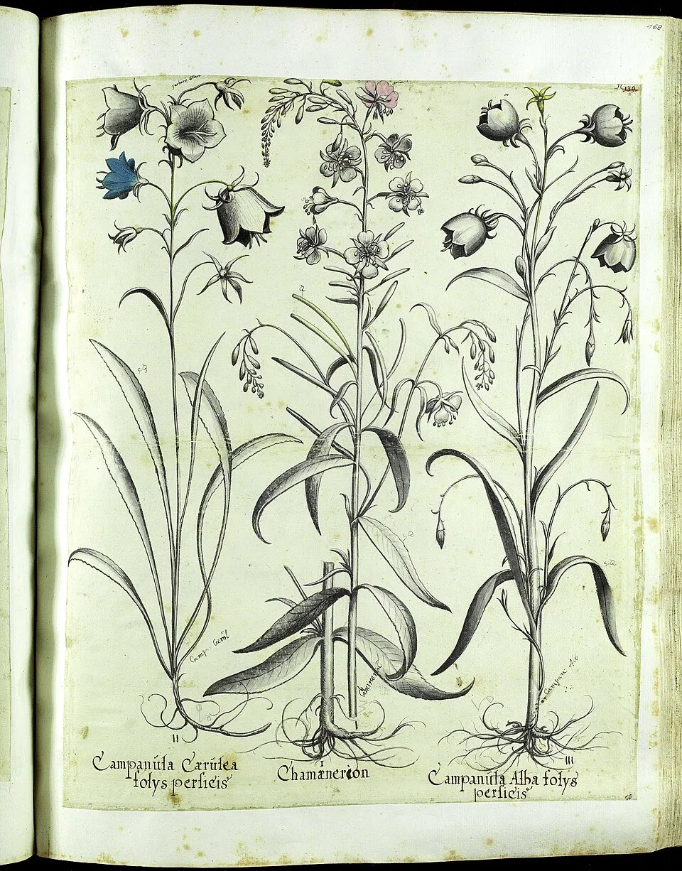 Baracklevelű harangvirág / Campanula persicifolia 'Caerulea'