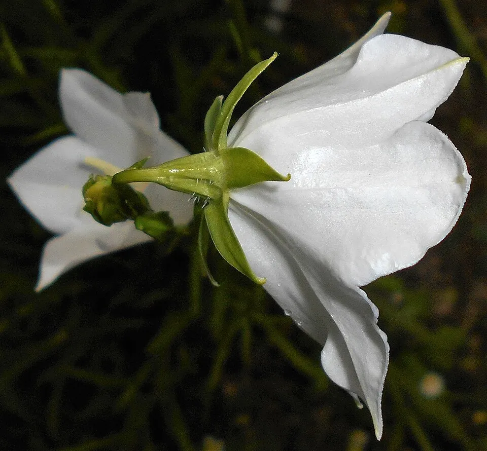 Baracklevelű harangvirág / Campanula persicifolia 'White'
