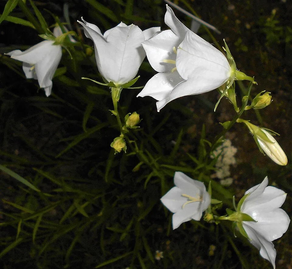 Baracklevelű harangvirág / Campanula persicifolia 'White'
