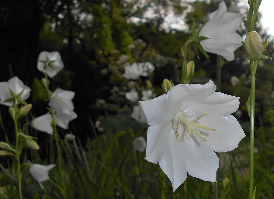 Baracklevelű harangvirág / Campanula persicifolia 'White'