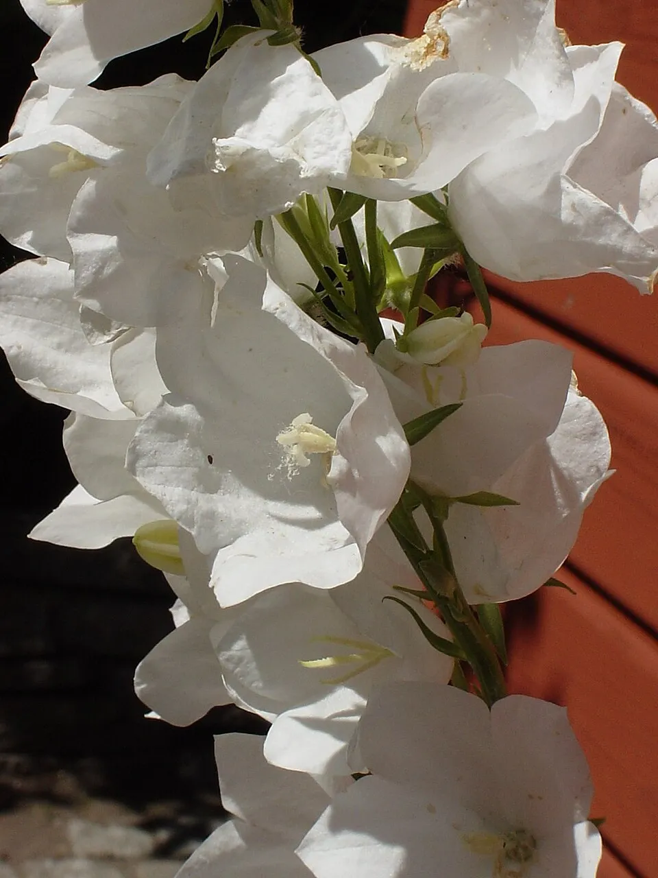 Baracklevelű harangvirág / Campanula persicifolia 'White'