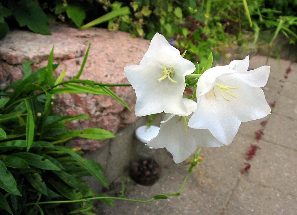 Baracklevelű harangvirág / Campanula persicifolia 'White'