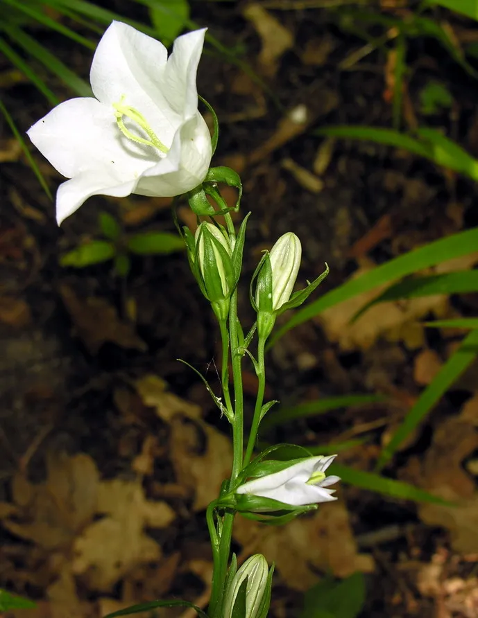 Baracklevelű harangvirág / Campanula persicifolia 'White'