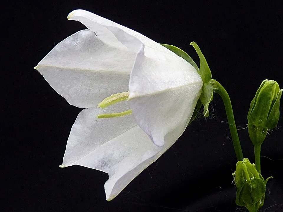 Baracklevelű harangvirág / Campanula persicifolia 'White'