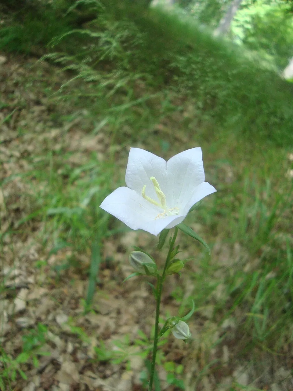 Baracklevelű harangvirág / Campanula persicifolia 'White'