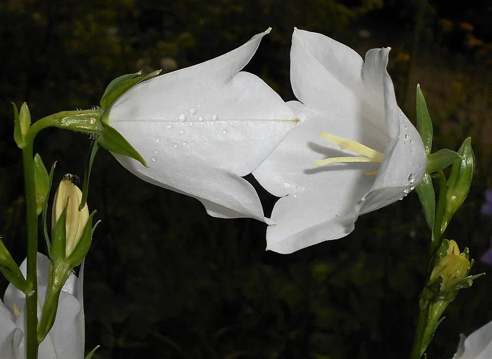 Baracklevelű harangvirág / Campanula persicifolia 'White'