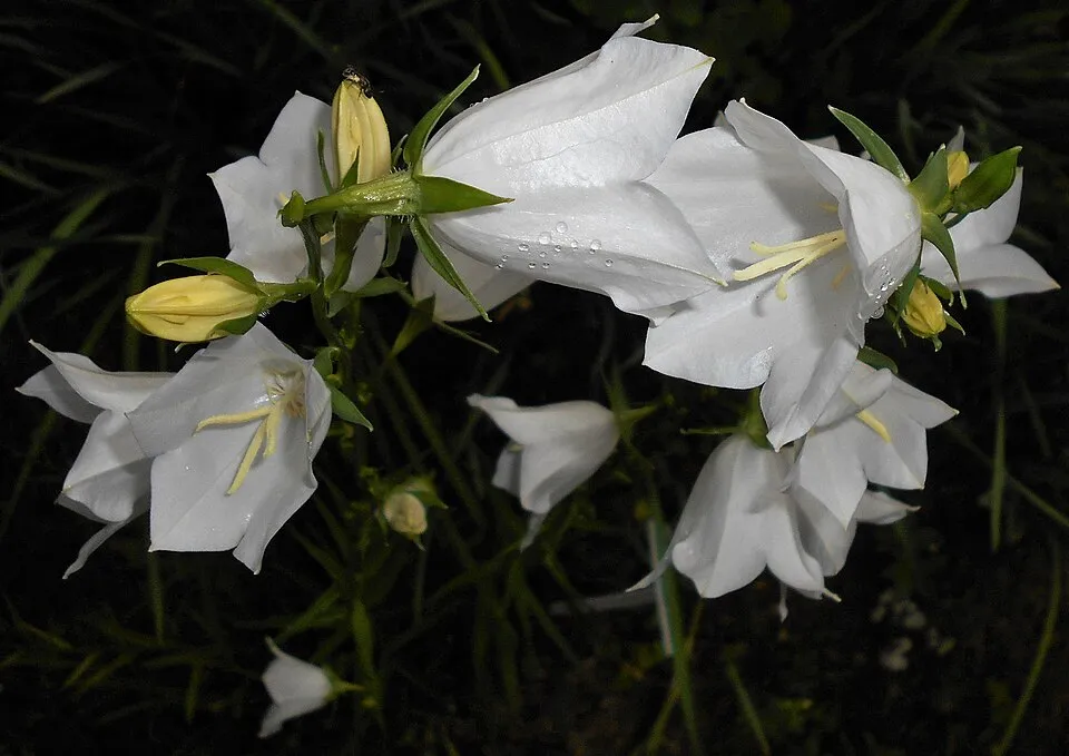 Baracklevelű harangvirág / Campanula persicifolia 'White'