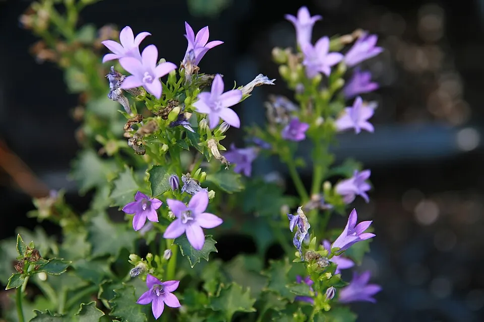 Dalmát harangvirág / Campanula portenschlagiana 'Lieselotte'