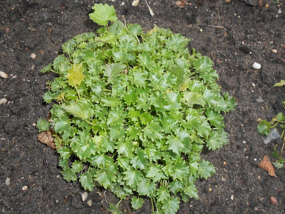 Dalmát harangvirág / Campanula portenschlagiana 'Lieselotte'
