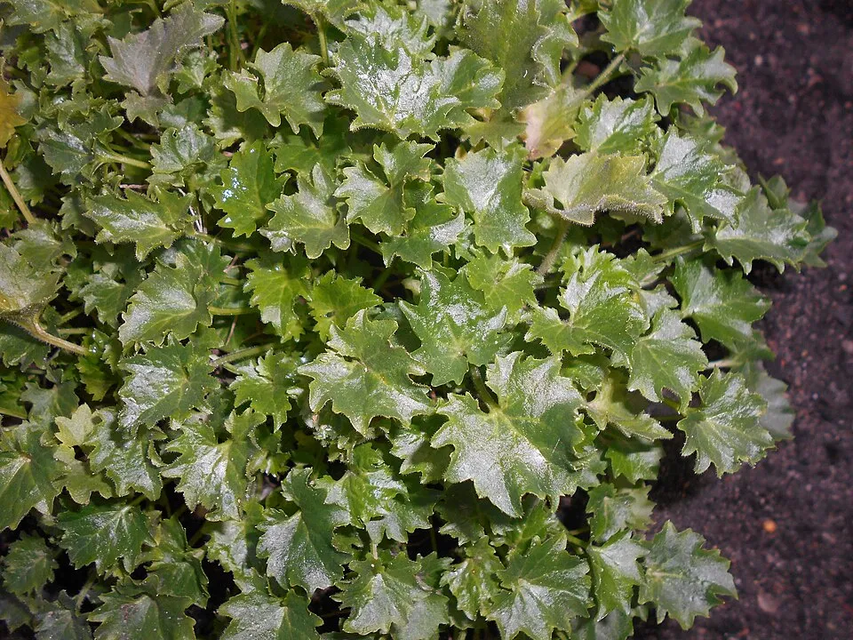 Dalmát harangvirág / Campanula portenschlagiana 'Lieselotte'