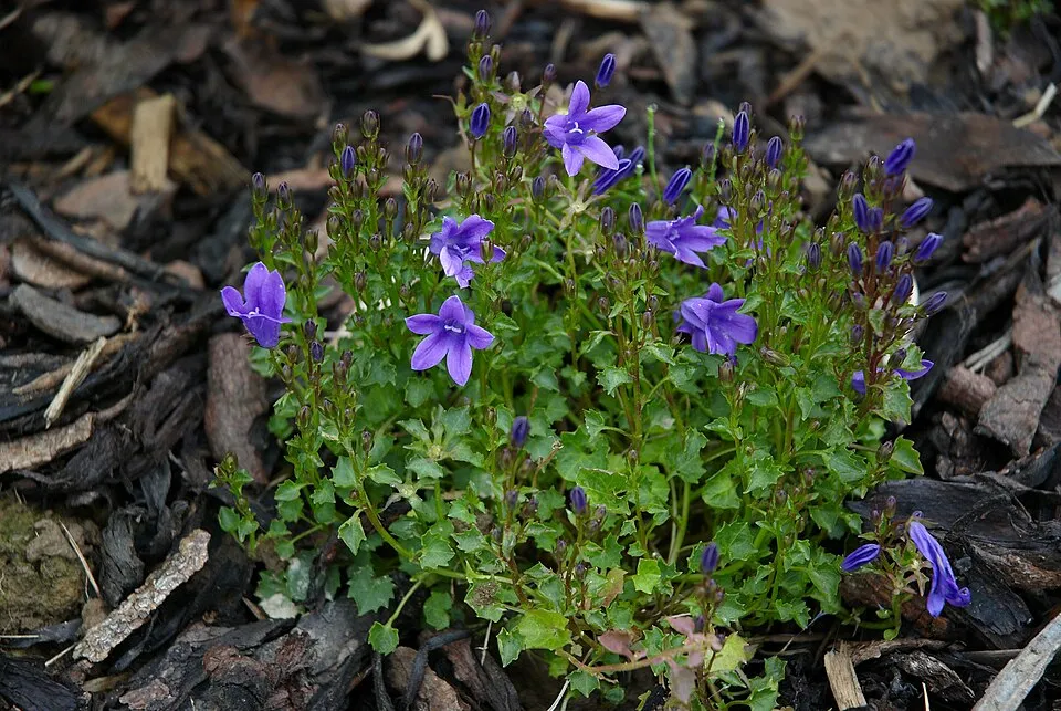 Dalmát harangvirág / Campanula portenschlagiana 'Lieselotte'