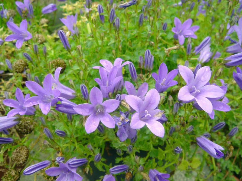 Dalmát harangvirág / Campanula portenschlagiana 'Lieselotte'