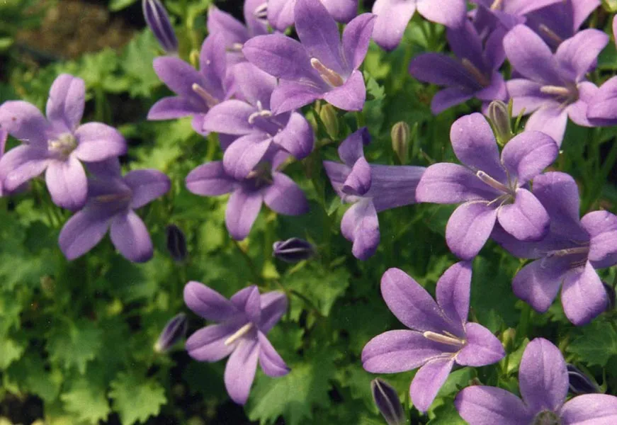 Dalmát harangvirág / Campanula portenschlagiana 'Lieselotte'