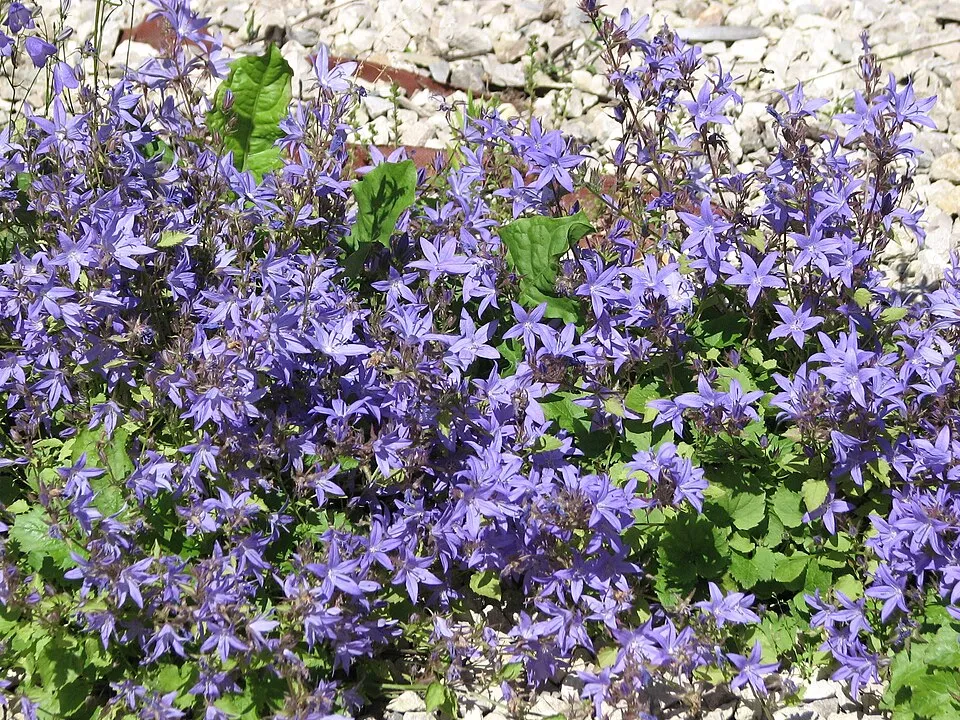 Dalmát harangvirág / Campanula portenschlagiana 'Lieselotte'