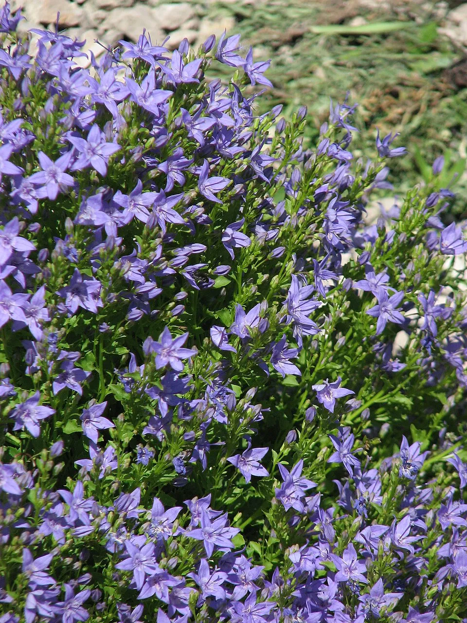 Dalmát harangvirág / Campanula portenschlagiana 'Lieselotte'