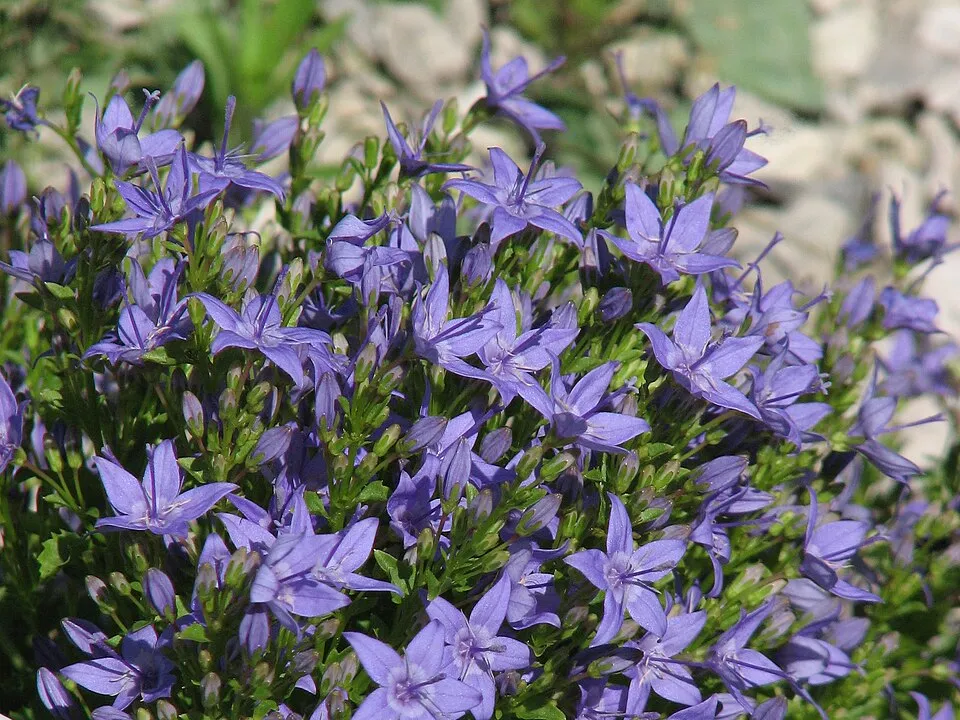Dalmát harangvirág / Campanula portenschlagiana 'Lieselotte'