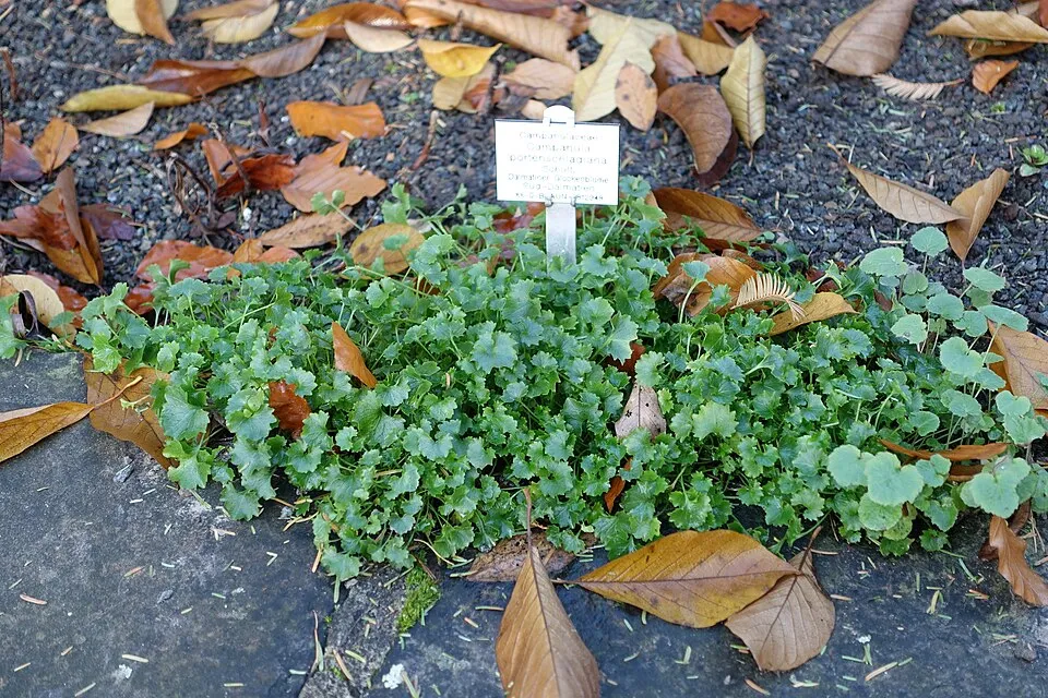 Dalmát harangvirág / Campanula portenschlagiana 'Lieselotte'