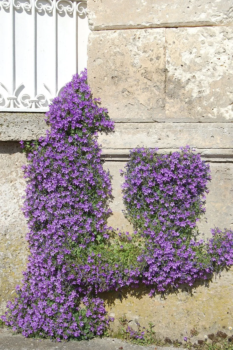 Dalmát harangvirág / Campanula portenschlagiana 'Lieselotte'