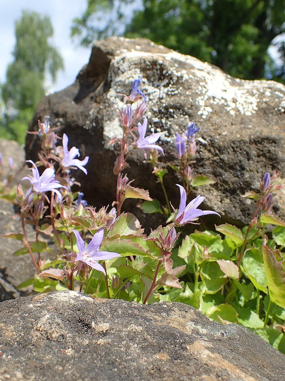 Balkáni harangvirág / Campanula poscharskyana 'Schneeranke'