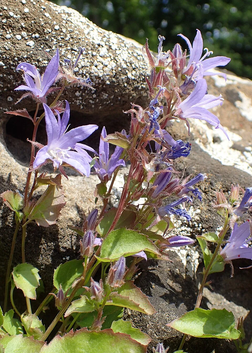 Balkáni harangvirág / Campanula poscharskyana 'Schneeranke'