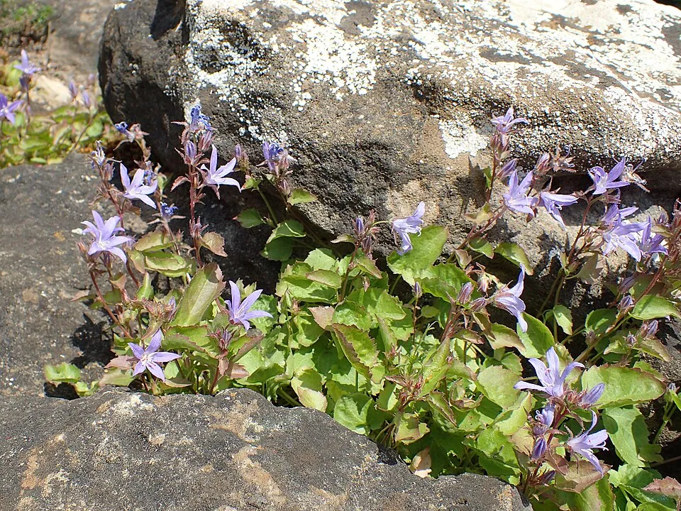 Balkáni harangvirág / Campanula poscharskyana 'Schneeranke'