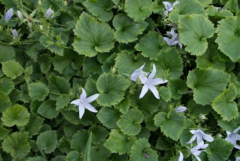 Balkáni harangvirág / Campanula poscharskyana 'Schneeranke'