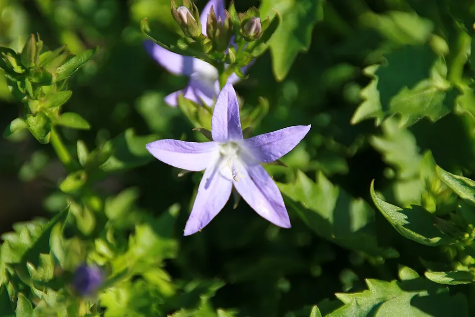 Balkáni harangvirág / Campanula poscharskyana 'Schneeranke'