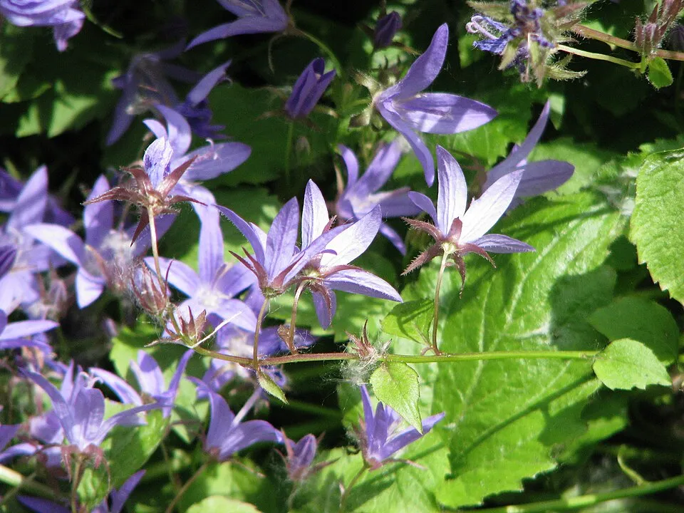 Balkáni harangvirág / Campanula poscharskyana 'Schneeranke'