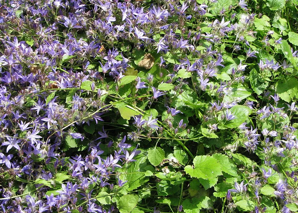 Balkáni harangvirág / Campanula poscharskyana 'Schneeranke'