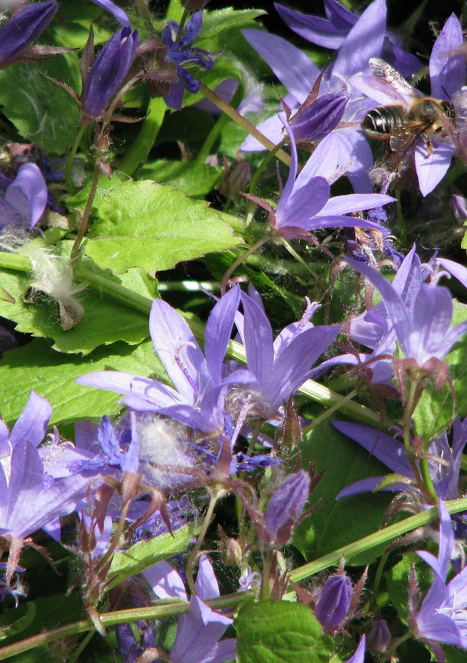 Balkáni harangvirág / Campanula poscharskyana 'Schneeranke'