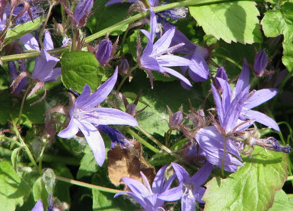 Balkáni harangvirág / Campanula poscharskyana 'Schneeranke'