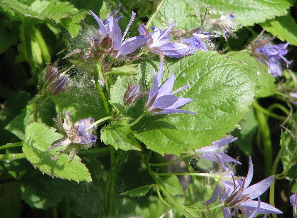 Balkáni harangvirág / Campanula poscharskyana 'Schneeranke'