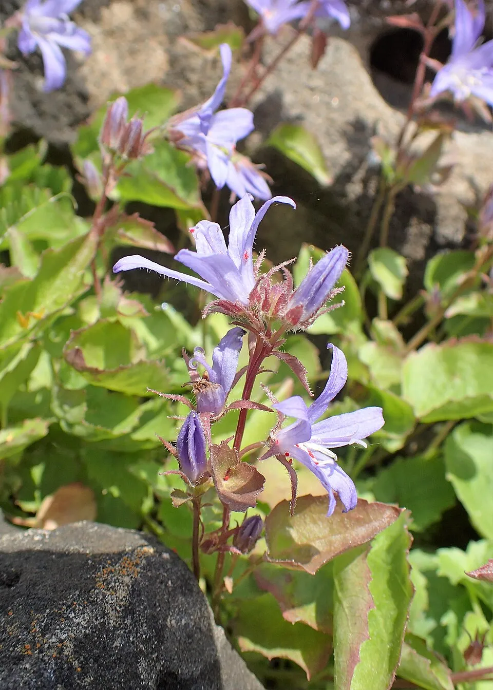 Balkáni harangvirág / Campanula poscharskyana 'Schneeranke'