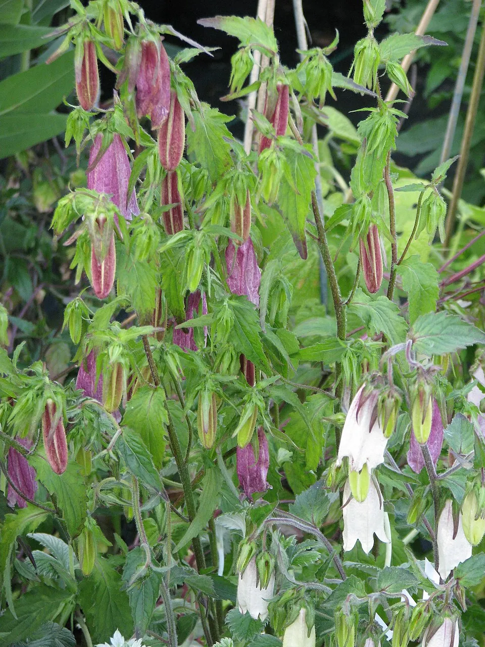 Pettyegetett harangvirág / Campanula punctata 'Vine'n Rubies'