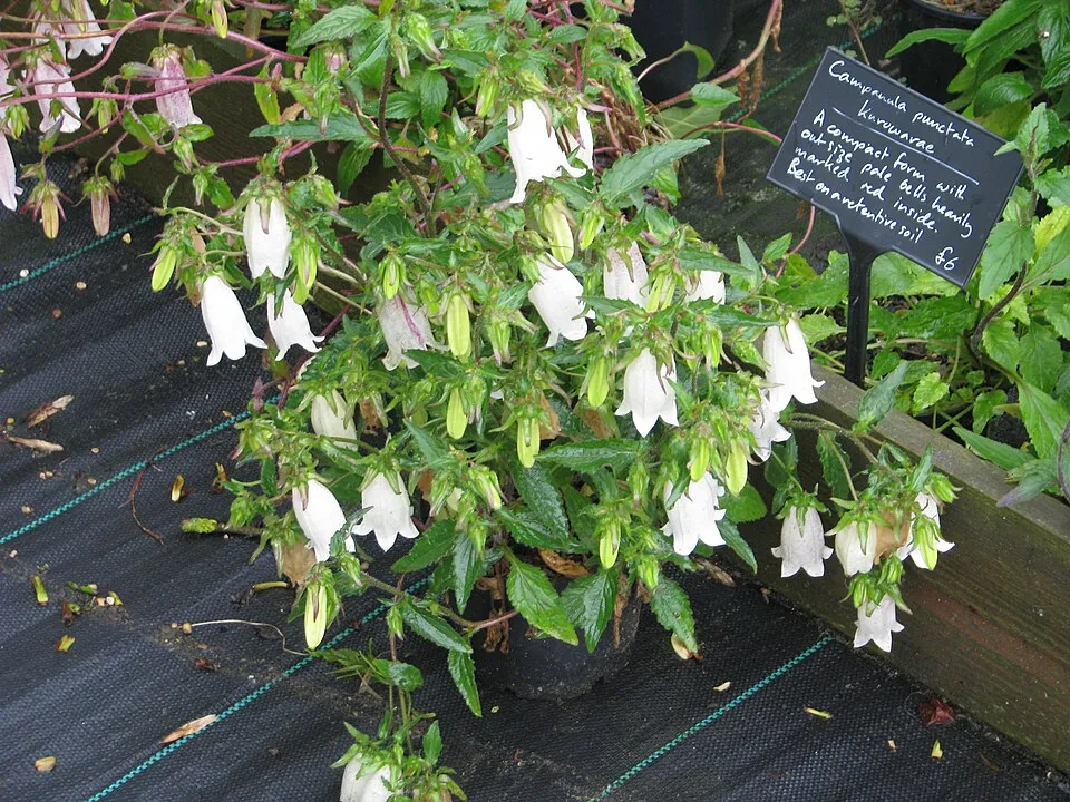 Pettyegetett harangvirág / Campanula punctata 'Vine'n Rubies'