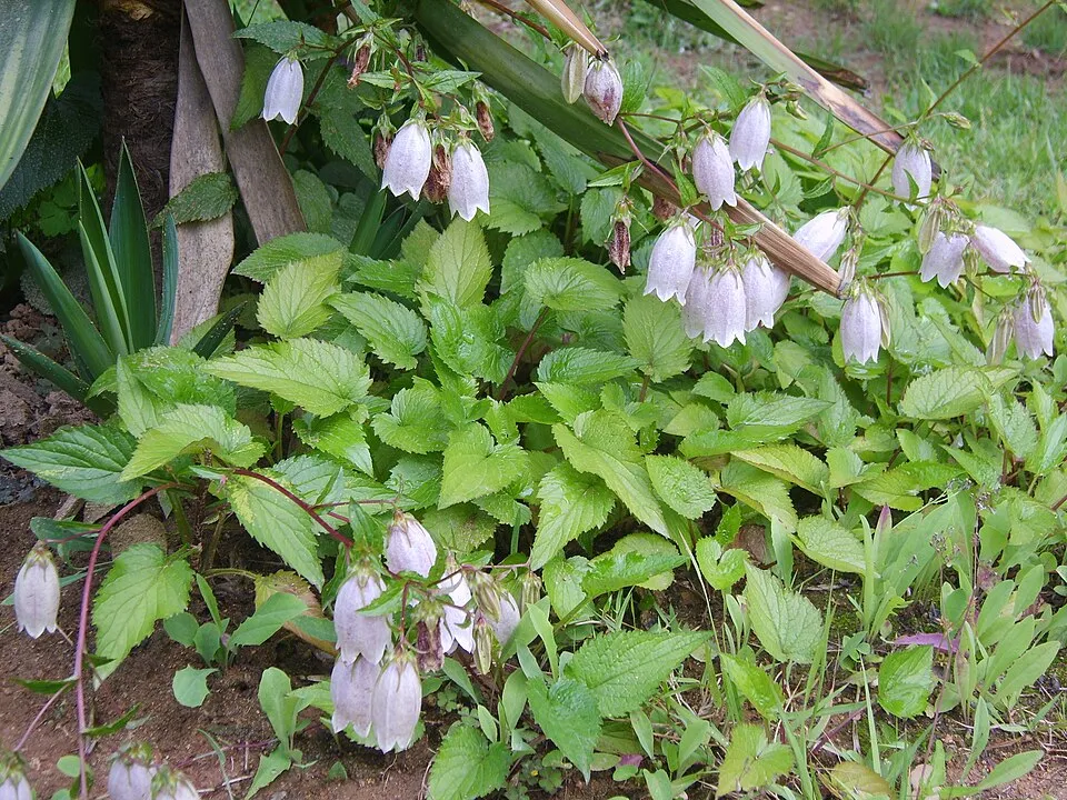 Pettyegetett harangvirág / Campanula punctata 'Vine'n Rubies'