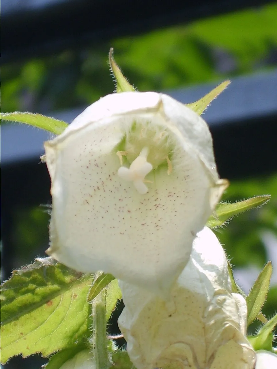 Pettyegetett harangvirág / Campanula punctata 'Vine'n Rubies'