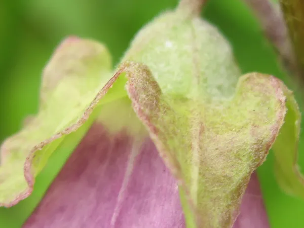 Pettyegetett harangvirág / Campanula punctata 'Vine'n Rubies'