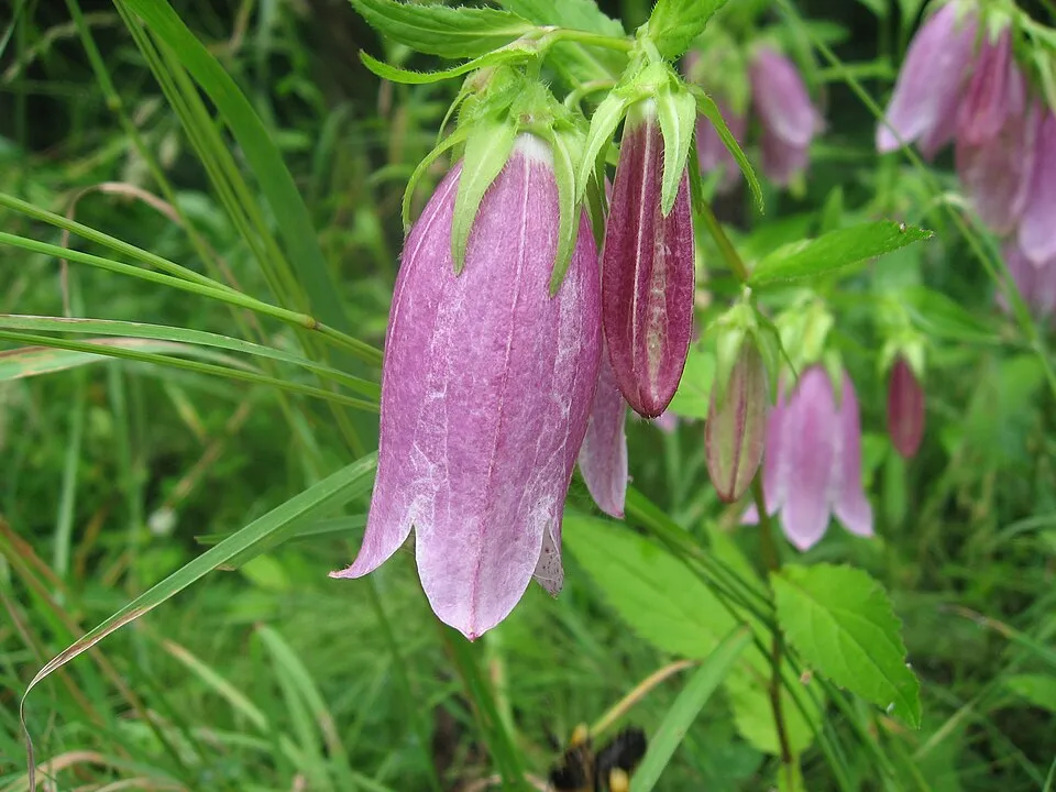 Pettyegetett harangvirág / Campanula punctata 'Vine'n Rubies'