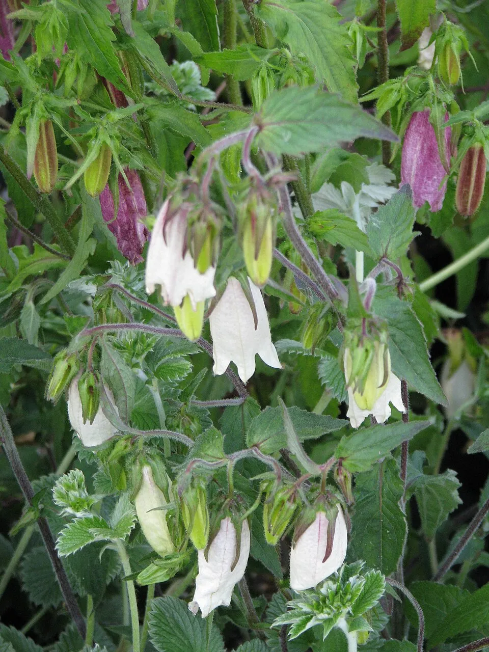 Pettyegetett harangvirág / Campanula punctata 'Vine'n Rubies'