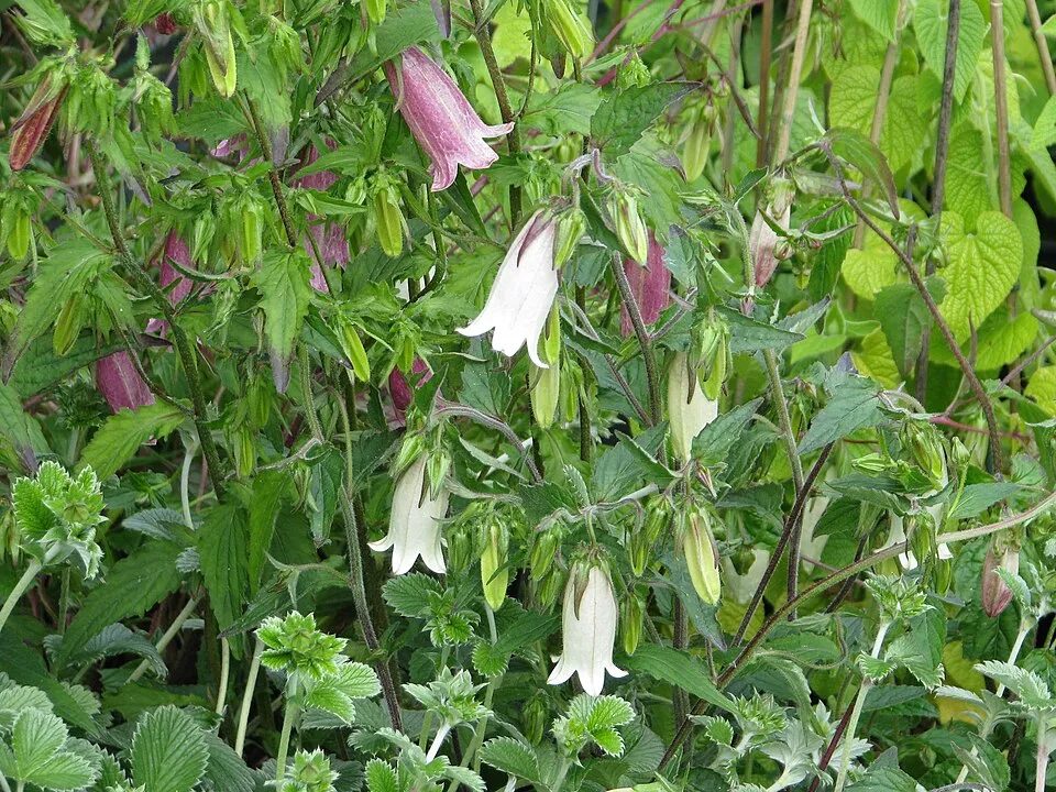 Pettyegetett harangvirág / Campanula punctata 'Vine'n Rubies'
