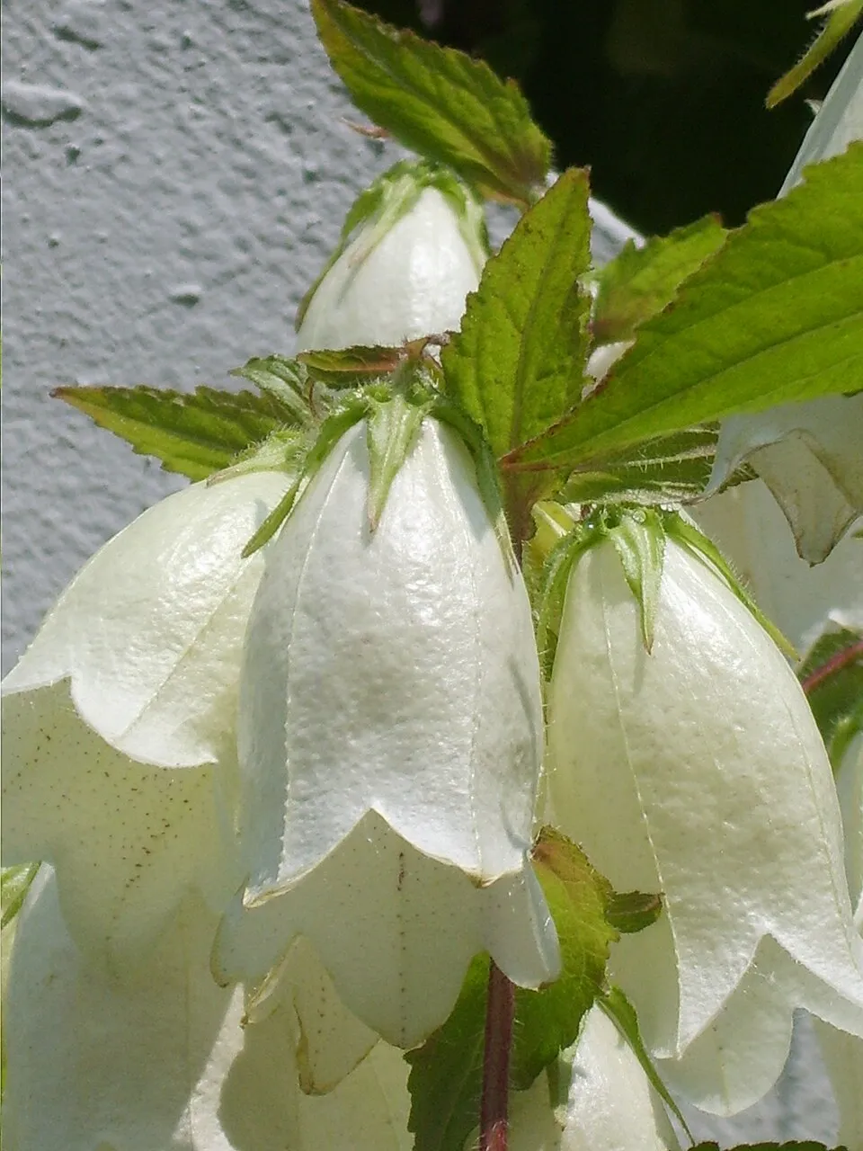 Pettyegetett harangvirág / Campanula punctata 'Vine'n Rubies'