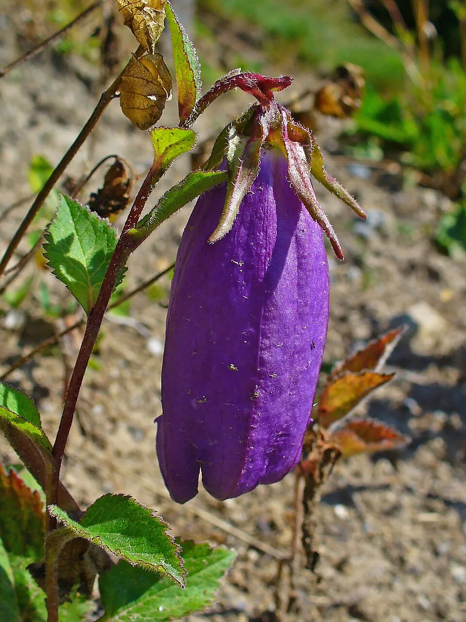 Pettyegetett harangvirág / Campanula punctata 'Vine'n Rubies'