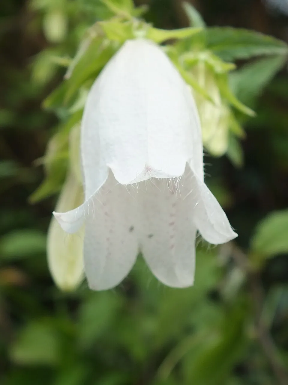 Pettyegetett harangvirág / Campanula punctata 'Vine'n Rubies'