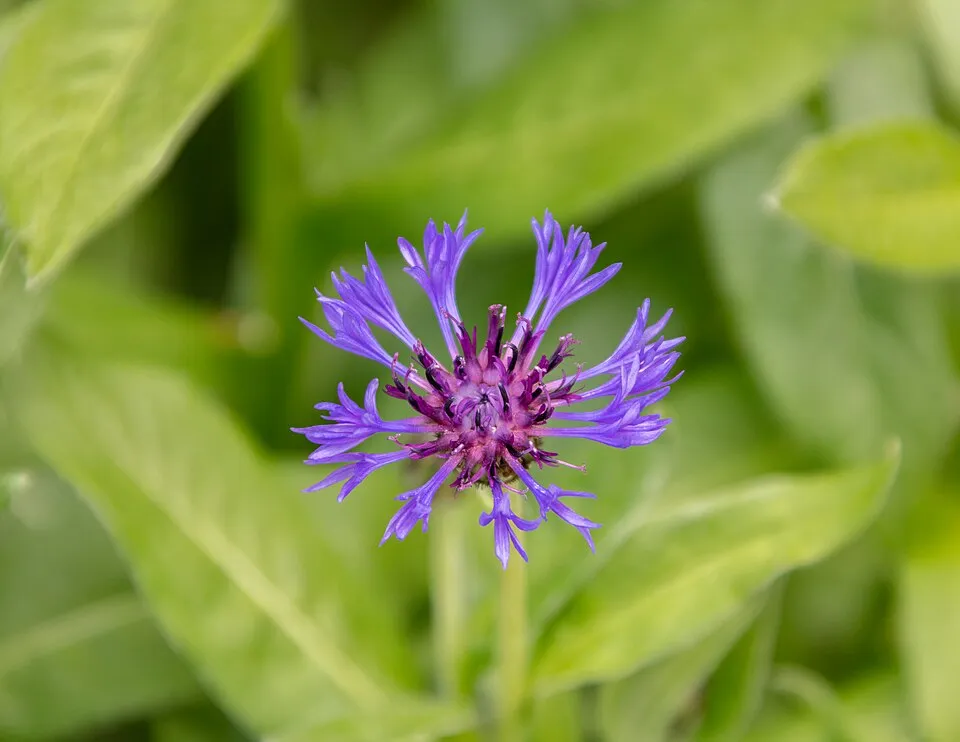 Hegyi imola / Centaurea montana 'Jordy'