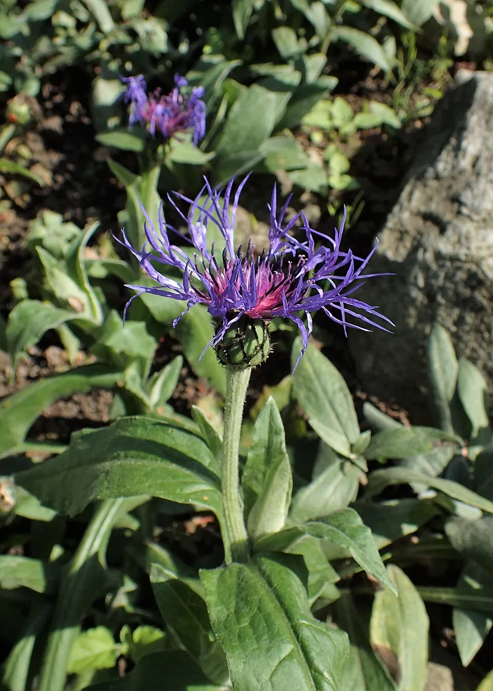Hegyi imola / Centaurea montana 'Jordy'