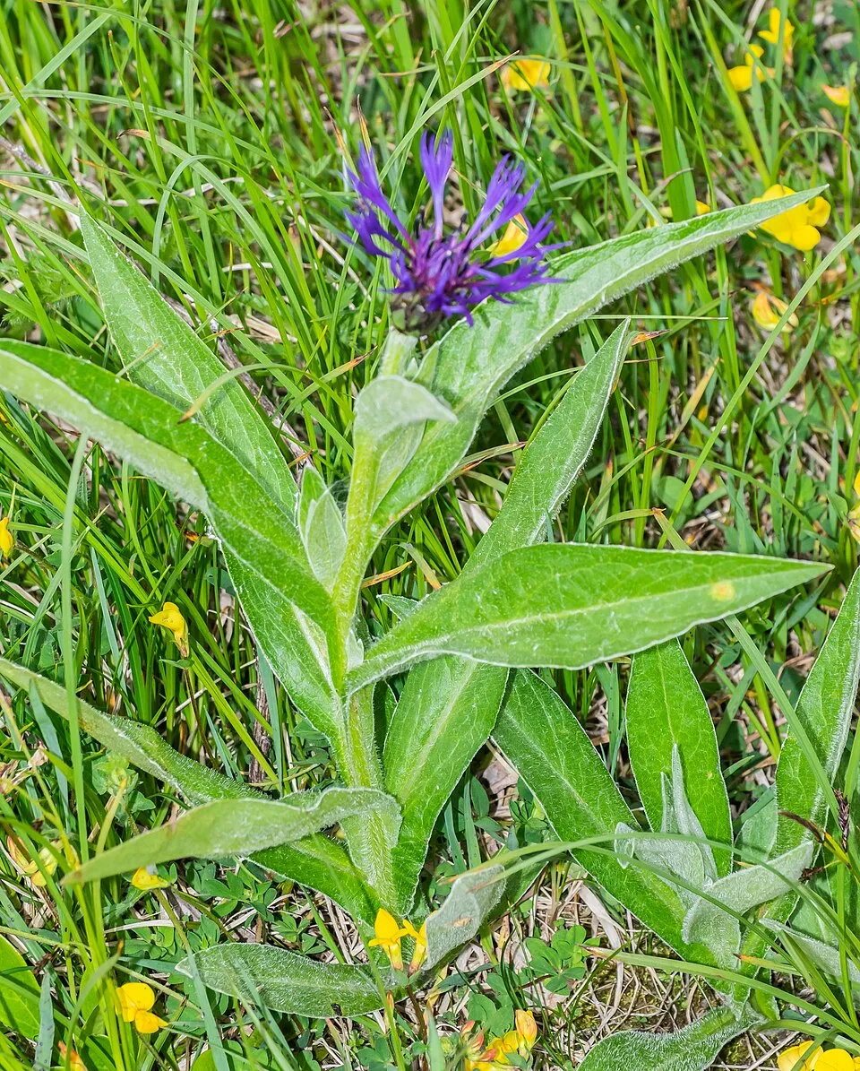 Hegyi imola / Centaurea montana 'Jordy'