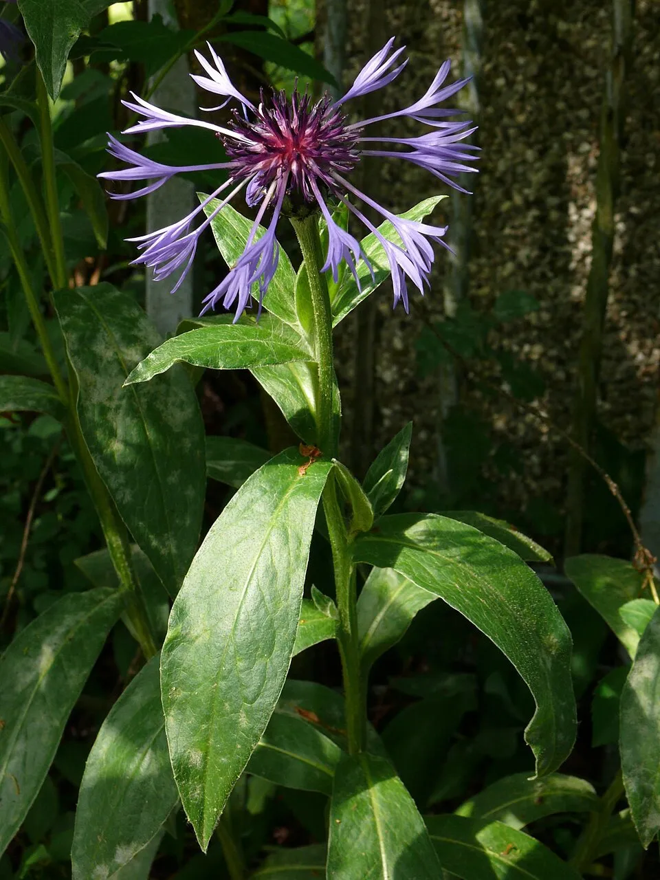 Hegyi imola / Centaurea montana 'Jordy'