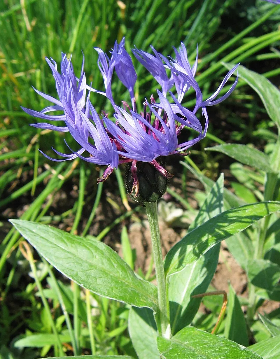 Hegyi imola / Centaurea montana 'Jordy'
